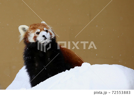 レッサーパンダ 動物 雪 降雪の写真素材