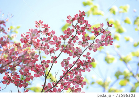 街路樹 花の写真素材