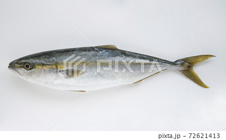 ハマチ釣りの写真素材 - PIXTA