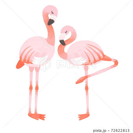 フラミンゴのイラスト素材集 ピクスタ