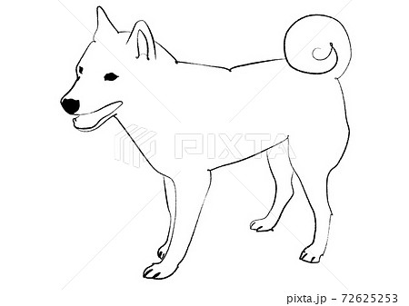 犬 柴犬 白バック モノクロのイラスト素材