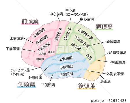 前頭葉のイラスト素材