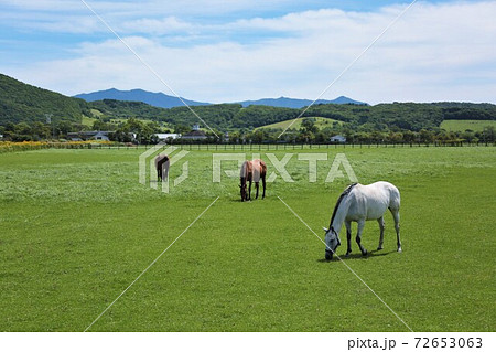 馬のいる景色の写真素材 - PIXTA