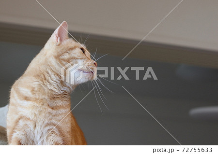 横顔 猫 白 茶色の写真素材