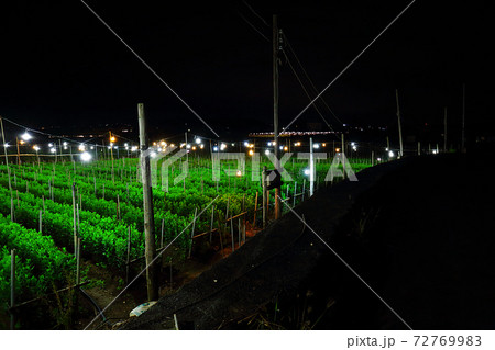 電照菊 電球 沖縄の写真素材