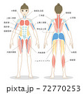 前後からみた女性の全身の筋肉のイラスト 筋肉の名称つき 体モノクロ版のイラスト素材