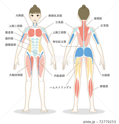 身体部位図