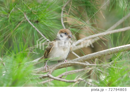 すずめひなの写真素材