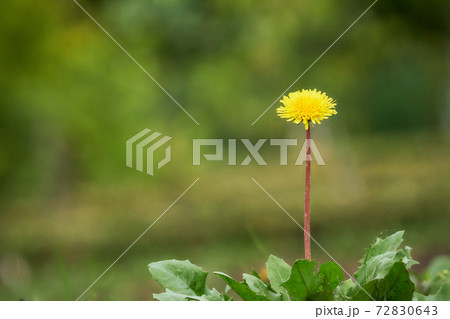 ダンデライオン 花の写真素材