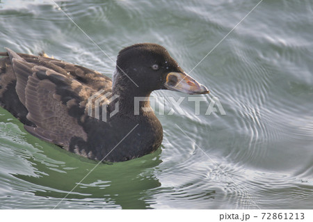 アラナミキンクロの写真素材