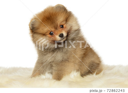 ポメラニアン かわいい 子供 茶色の写真素材