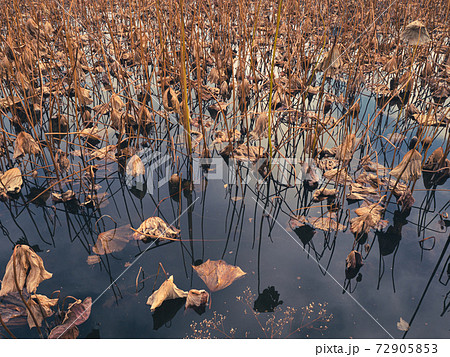 蓮 枯れる 池 水面 植物の写真素材