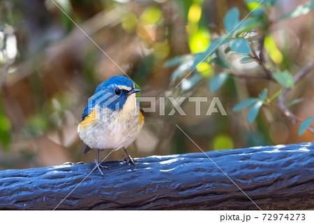 鳥類 渡り鳥 青い鳥 綺麗の写真素材