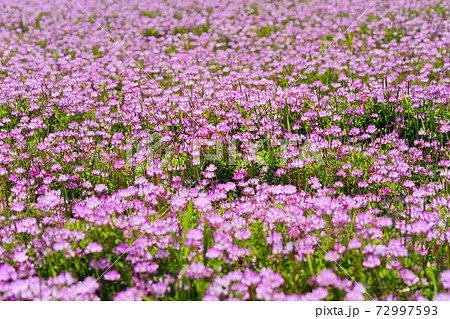 蓮華 花 蓮華草 花畑の写真素材