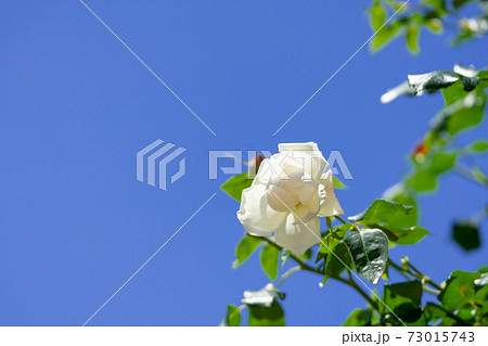 薔薇 薔薇園 バラ園 白の写真素材