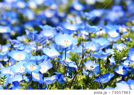日比谷公園 花の写真素材