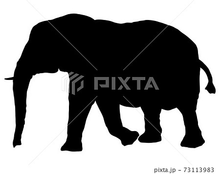 ぞう 象 のイラスト素材集 ピクスタ