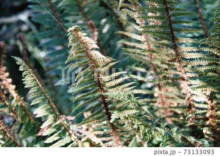 花 オセアニア 高山植物 ニュージーランドの写真素材