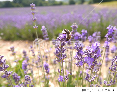 ラベンダー 蜂 ミツバチ 花畑の写真素材