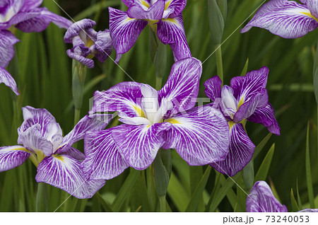 花 あやめ 白い花 白の写真素材