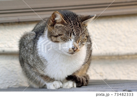 どら猫の写真素材