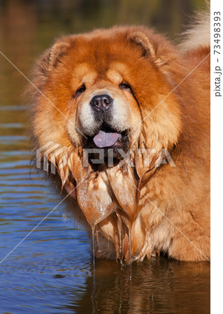 チャウチャウ犬の写真素材