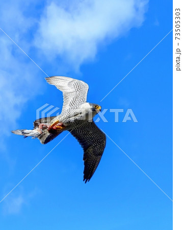 ハヤブサ 自然 鳥 かっこいいの写真素材