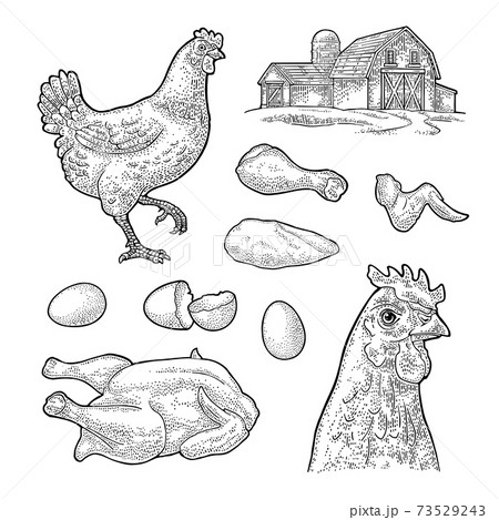 ブロイラーのイラスト素材