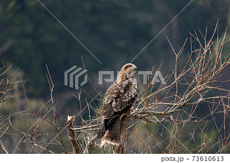 鳶の写真素材