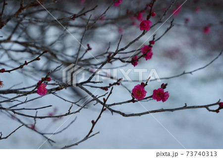 冬 雪 梅 花の写真素材