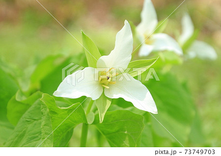 北海道 春の花 白い花 野の花の写真素材