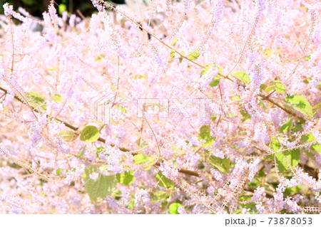 メイフラワー 花の写真素材