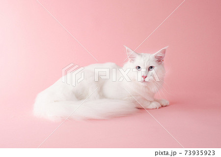 白猫の写真素材集 ピクスタ