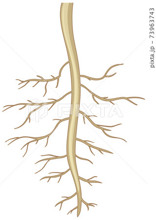 Taproot System in Dicotyledonous Plants