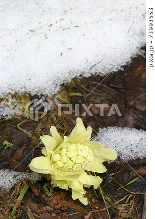 ふきのとう 雪解けの写真素材