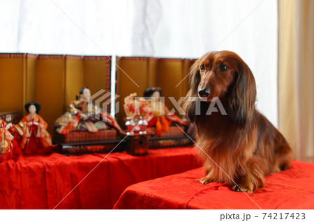 犬 ひな祭り 雛人形 お雛様の写真素材