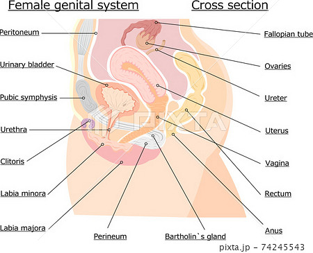 肛門 断面図 直腸の写真素材