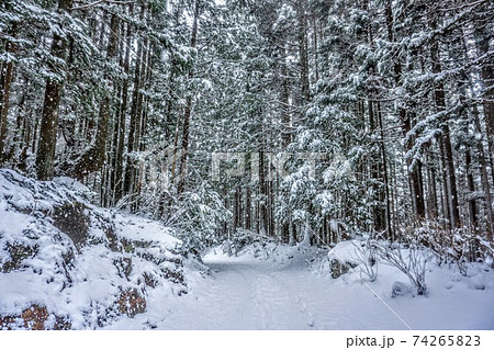 杉 雪 杉の木 降雪の写真素材 - PIXTA