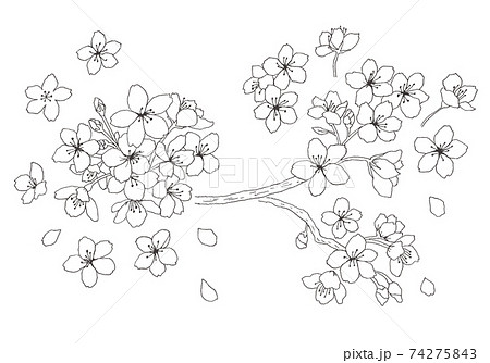 花 モノクロ 桜 和風のイラスト素材