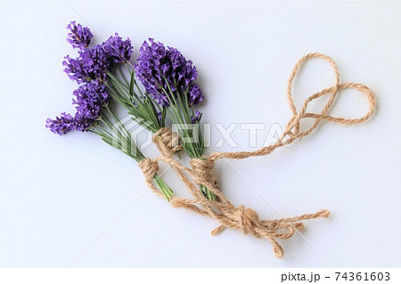 ラベンダー ドライフラワー 花 白背景の写真素材
