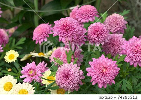 花 植物 マーガレット モクシュンギク 桃色 かわいい キク科の写真素材