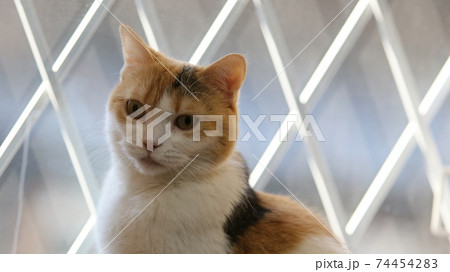 窓辺の猫の写真素材
