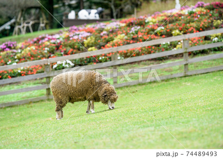羊の写真素材