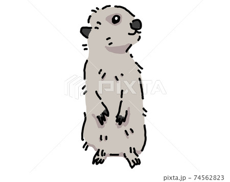 ミーアキャットのイラスト素材集 ピクスタ