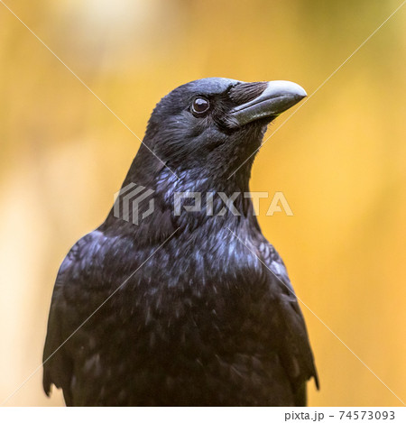 腐肉カラス 腐肉 鳥 くちばし 羽 ブラックの写真素材