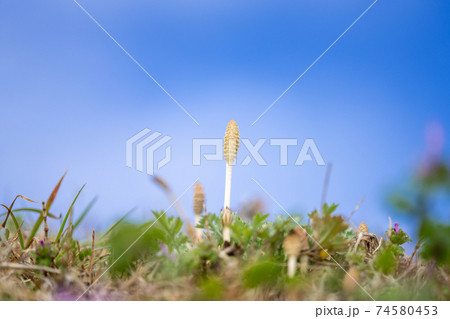 春 雑草 野草 青い花の写真素材