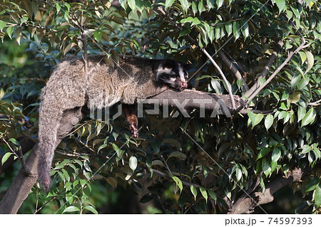 ハクビシンの写真素材