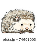 ハリネズミのイラスト 横向きのイラスト素材