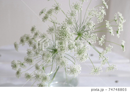 ホワイトレースフラワー アレンジメントの写真素材