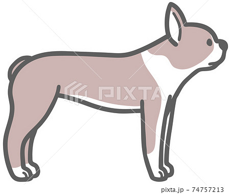 犬 ボストンテリア 動物 横顔の写真素材
